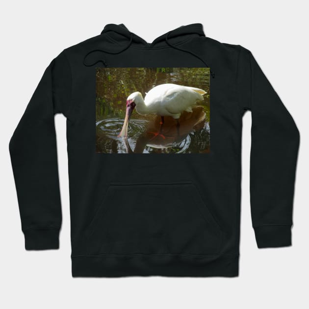 African Spoonbill wading in the shallows Hoodie by Steves-Pics